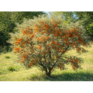 Rakytník rešetliakový (Hippophae rhamnoides) ´SLNIEČKO´ - výška 30-40 cm, P9 - SAMICA 